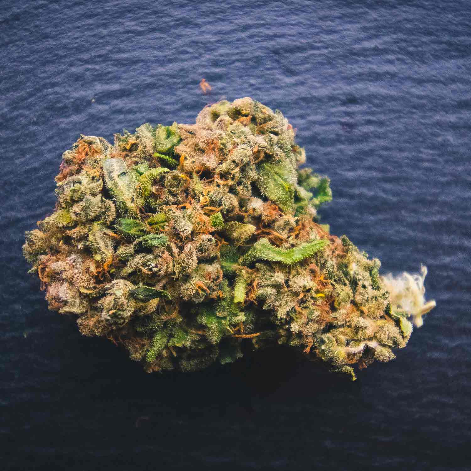 orange-bud-cannabis-light1